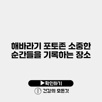 해바라기 포토존 소중한 순간들을 기록하는 장소
