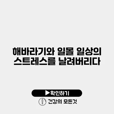 해바라기와 일몰 일상의 스트레스를 날려버리다